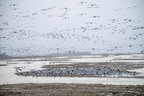 Sandhill cranes on sanddune
